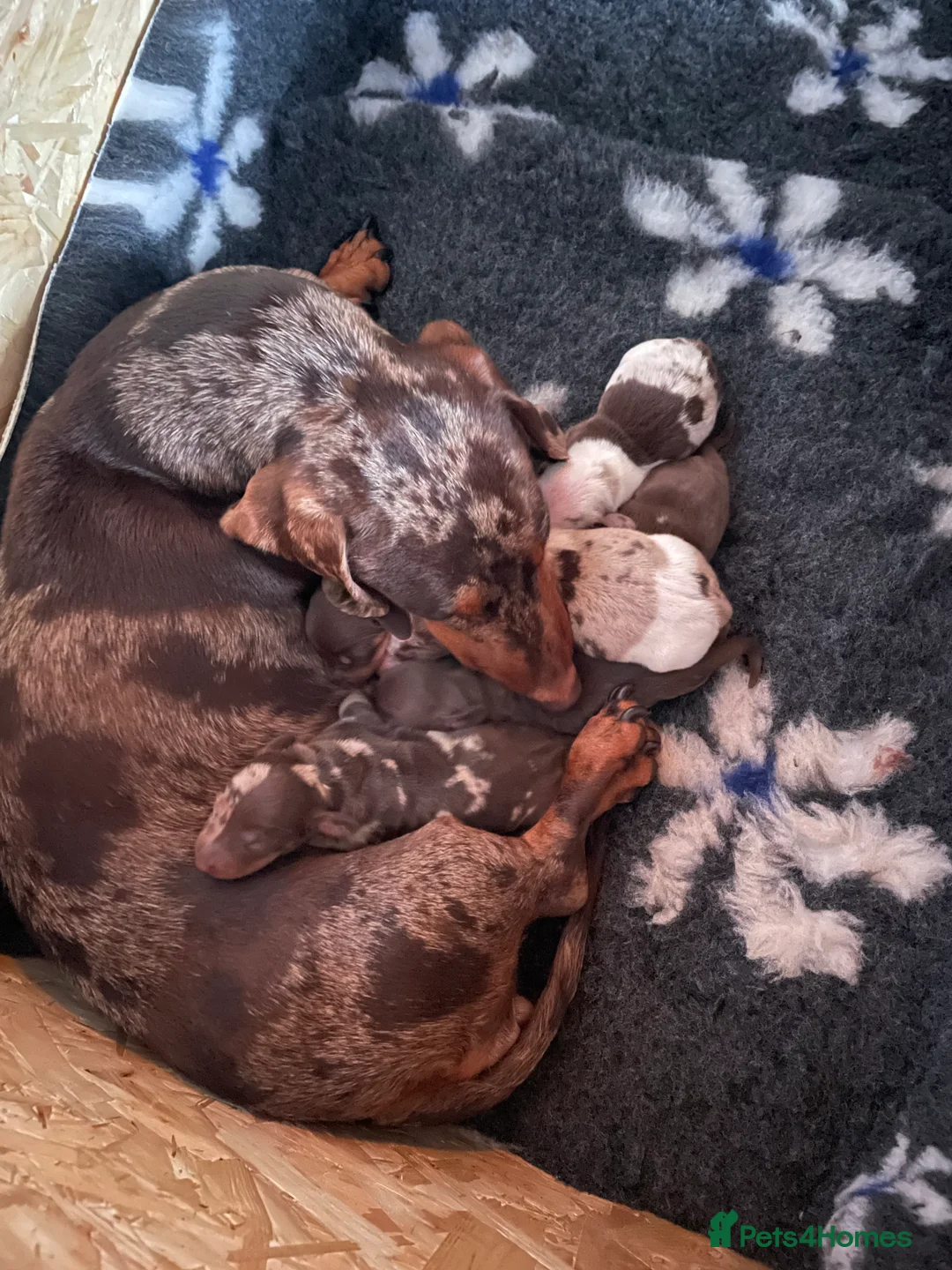Dachshund dogs for sale: Dachshund puppies - Advert 8