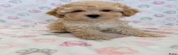 Maltipoo dogs for sale: Beautiful health tested happy Maltipoo puppys  - Advert 12