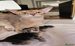 Mixed Breed cats for sale: Abyssinian x Bengal  - Image 1