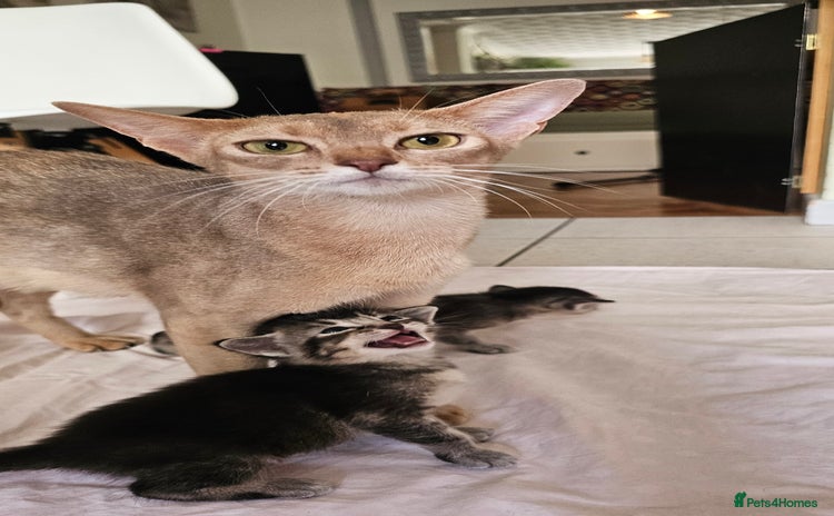 Mixed Breed cats - Advert 11