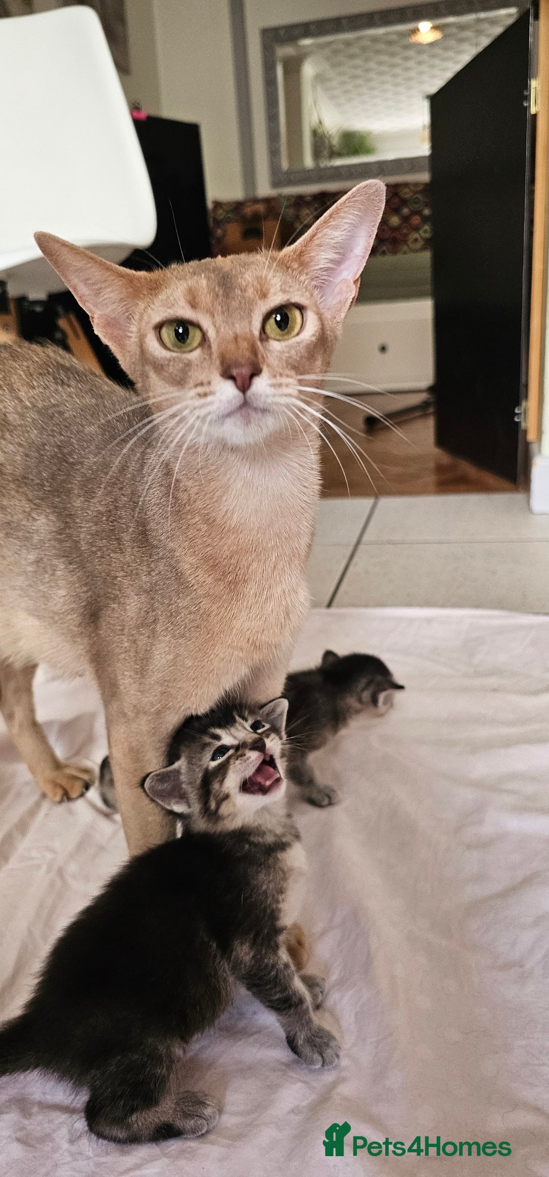 Mixed Breed cats for sale: Abyssinian x Bengal  - Image 1