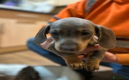 Miniature Dachshund dogs for sale: Stunning rainbow litter mini dachshunds - Advert 33