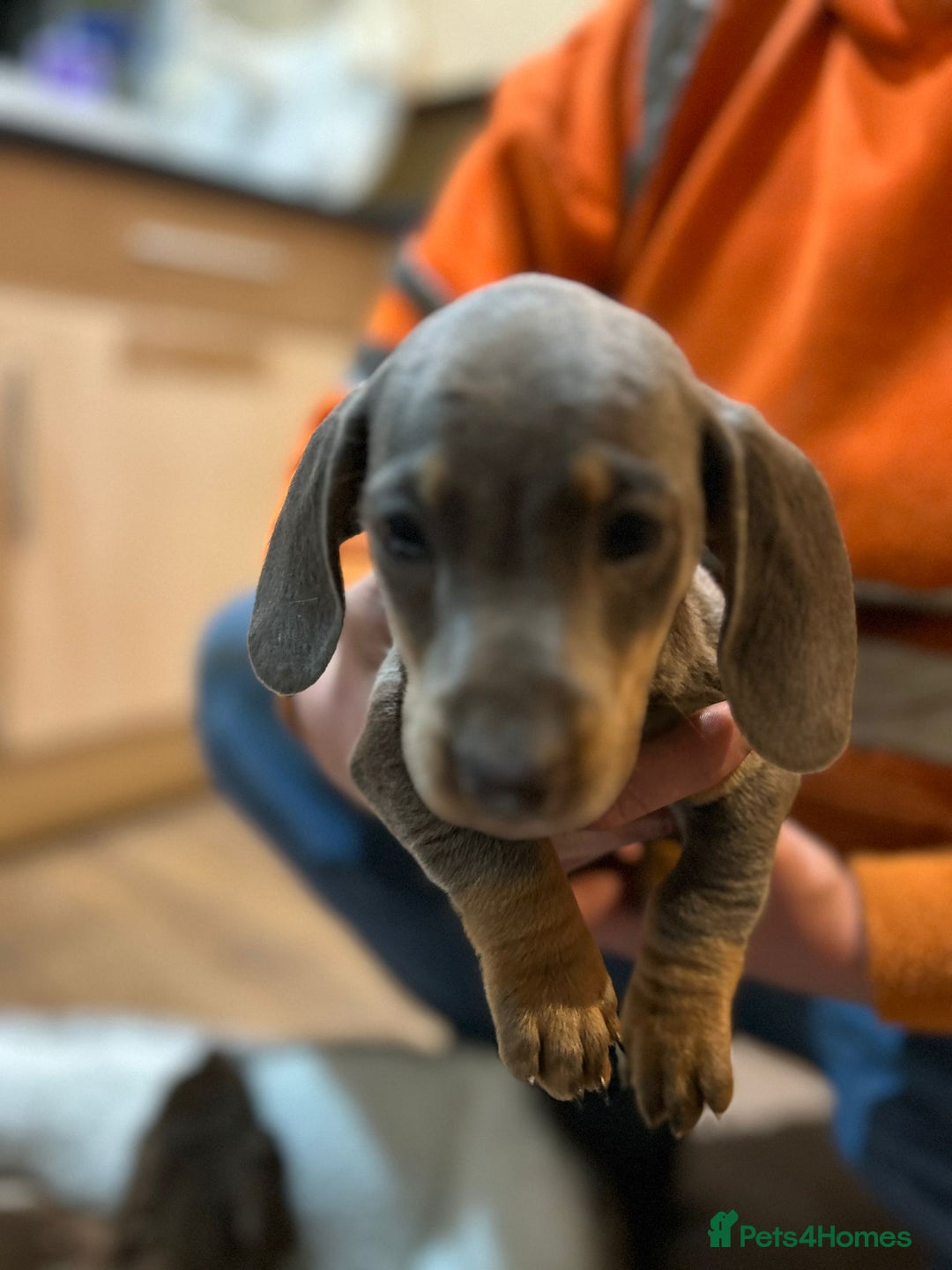 Miniature Dachshund dogs for sale: Stunning rainbow litter mini dachshunds - Advert 33