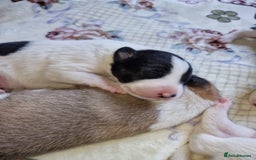 Mixed Breed dogs for sale: Chunky border collie cross puppies - Image 14
