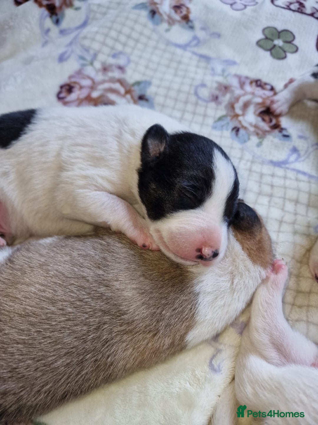 Mixed Breed dogs for sale: Chunky border collie cross puppies - Image 14