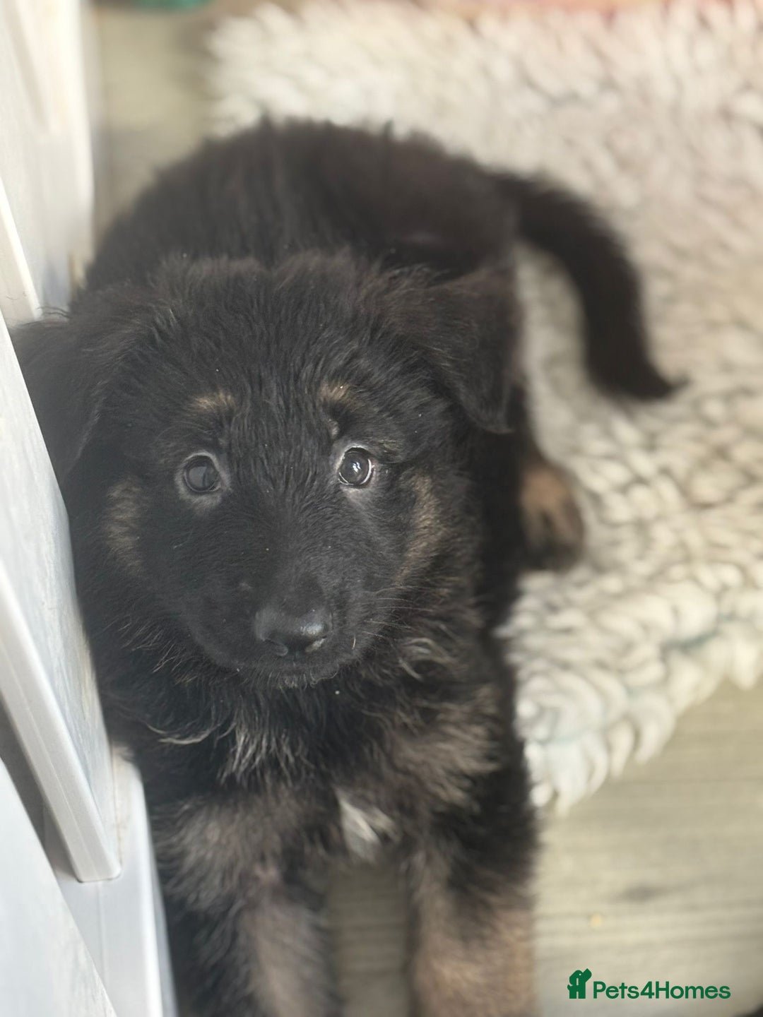 German Shepherd dogs for sale: Stunning long haired chunky German Shepard pups.  - Image 10