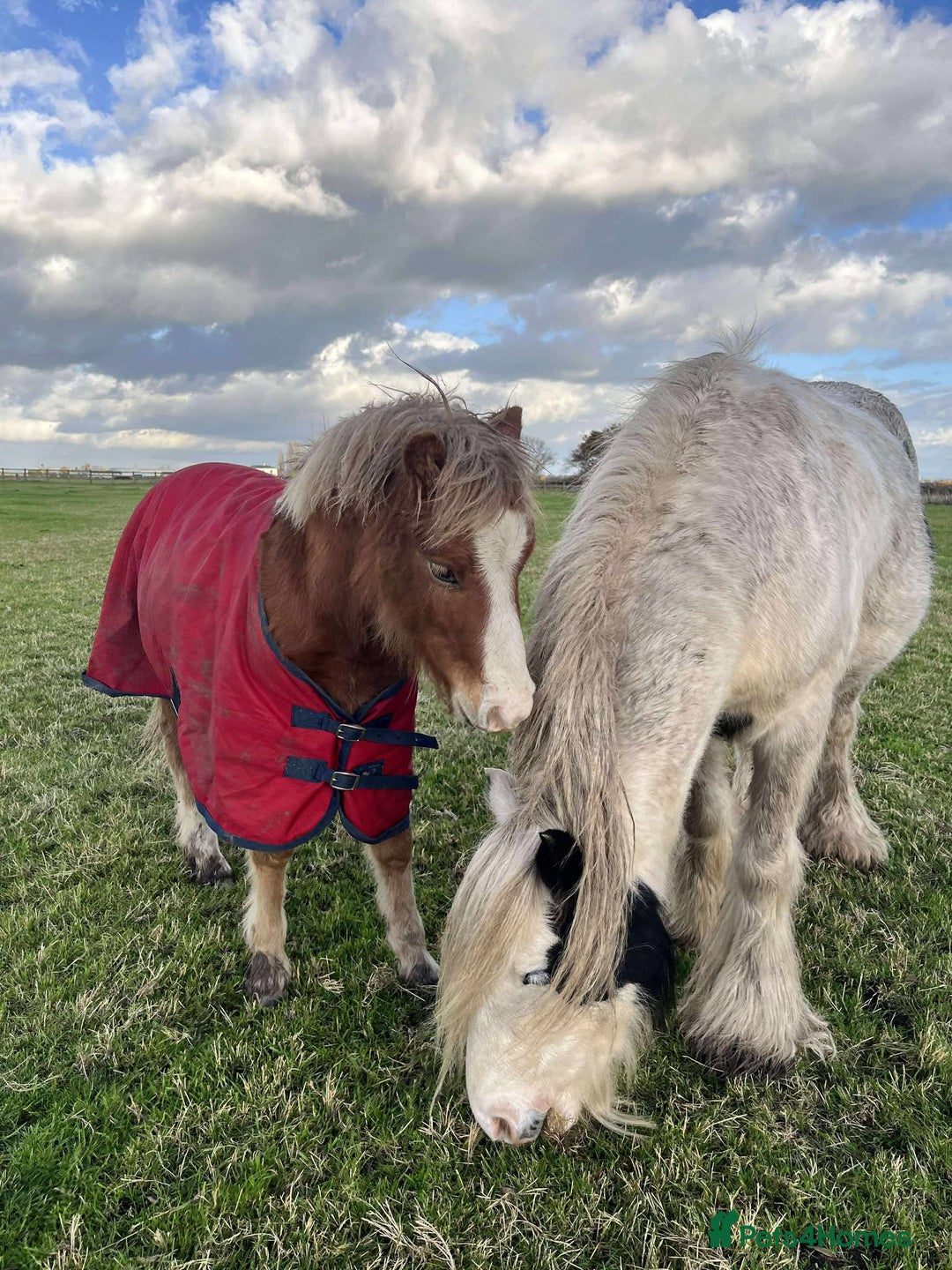 Welsh Section A horses for sale: Tame Gelding etm 11.2hh Kids Lead Rein Riding Pony - Advert 10