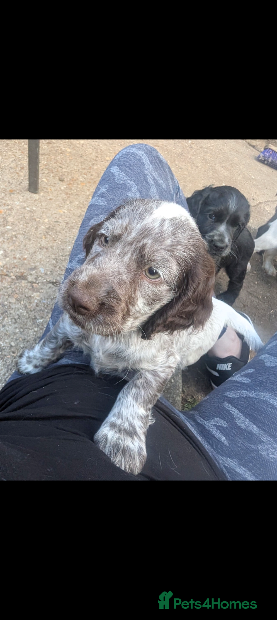 Cocker Spaniel dogs for sale: Beautiful cocker spaniel puppies  - Advert 4