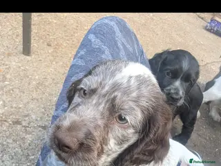Cocker Spaniel dogs Beautiful cocker spaniel puppies - Advert 7