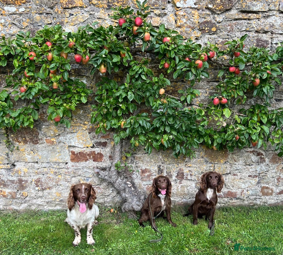 Sprocker dogs for sale: Chocolate Sprocker Spaniel Puppies - Advert 12