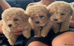 Bichon Frise dogs for stud: kc registered bichon frise for stud in Southampton - Image 12