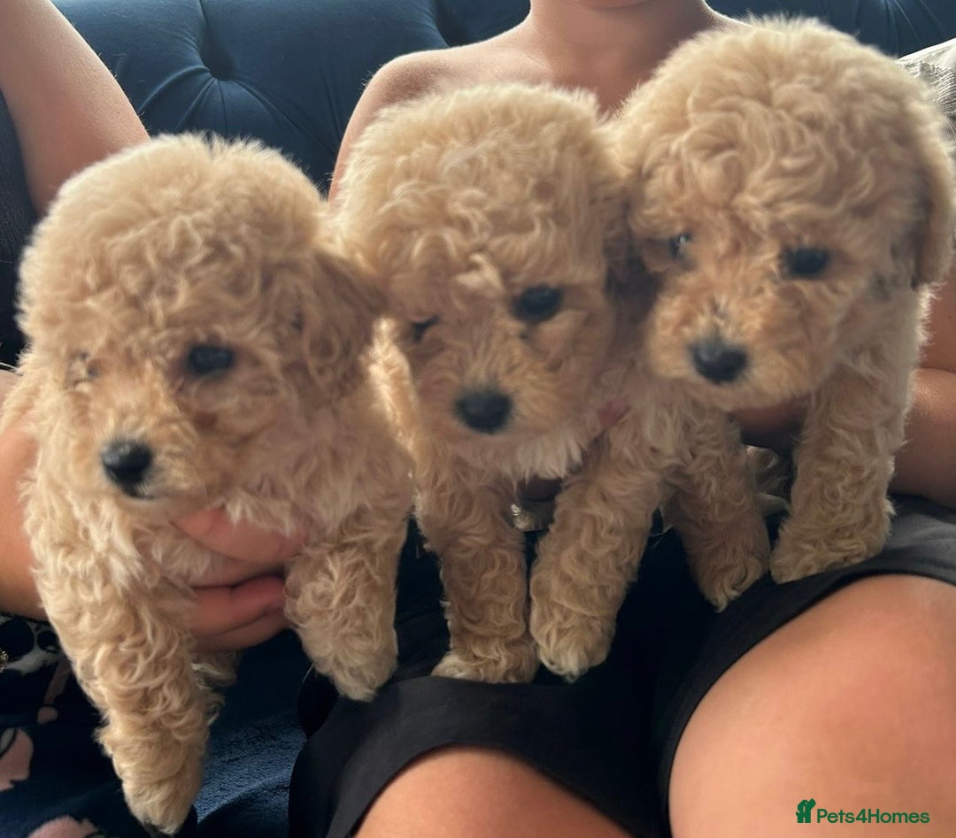 Bichon Frise dogs for stud: kc registered bichon frise for stud in Southampton - Image 12