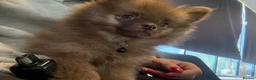 Pomeranian dogs for sale: Beautiful Pomeranian puppy-Girl-Loving Home Wanted - Advert 2