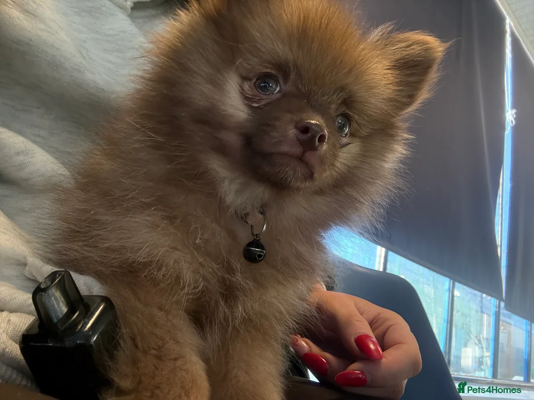 Pomeranian dogs for sale: Beautiful Pomeranian puppy-Girl-Loving Home Wanted - Advert 2