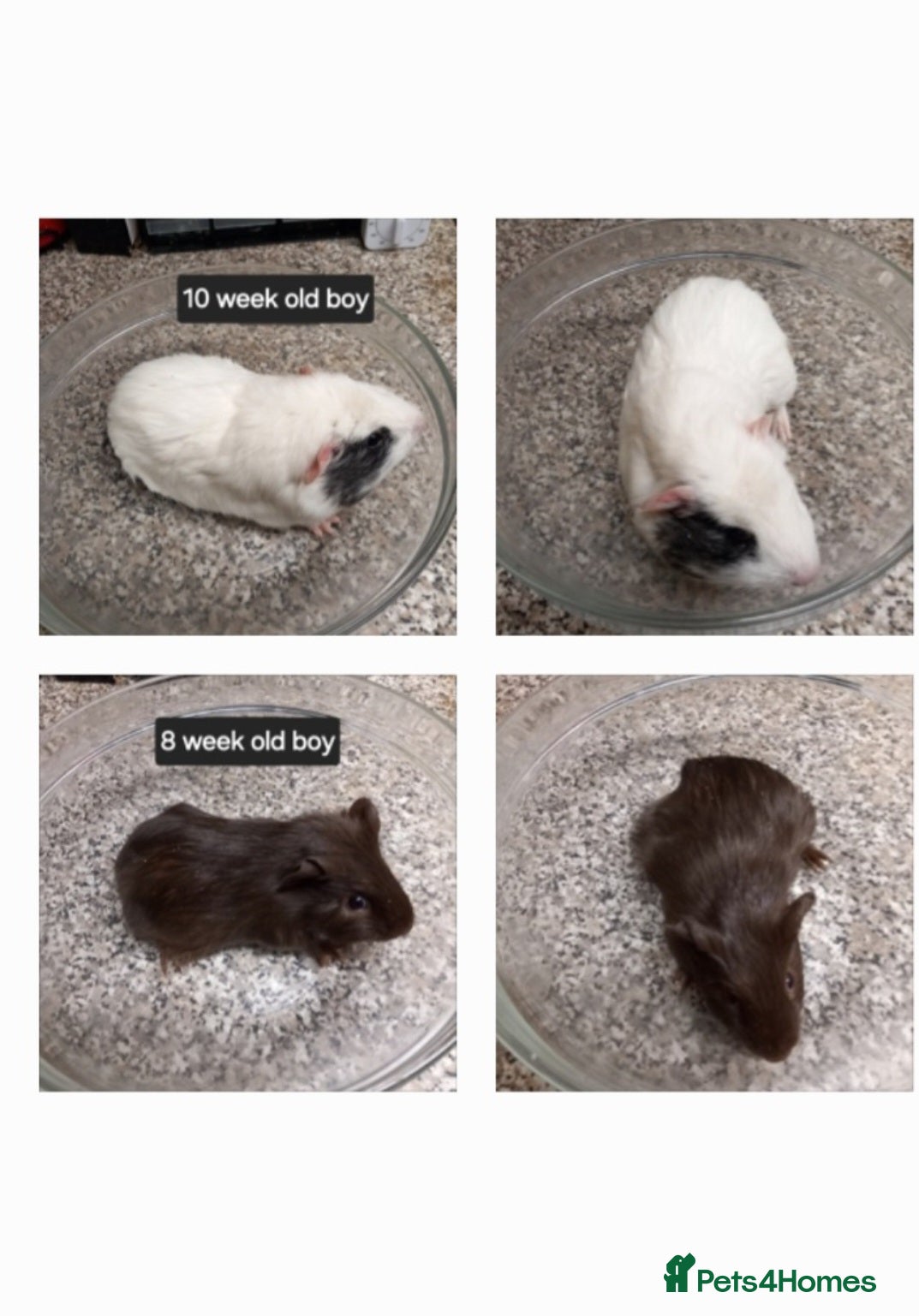 Guinea Pig rodents for sale: Baby boy guinea pigs ready now  - Advert 2