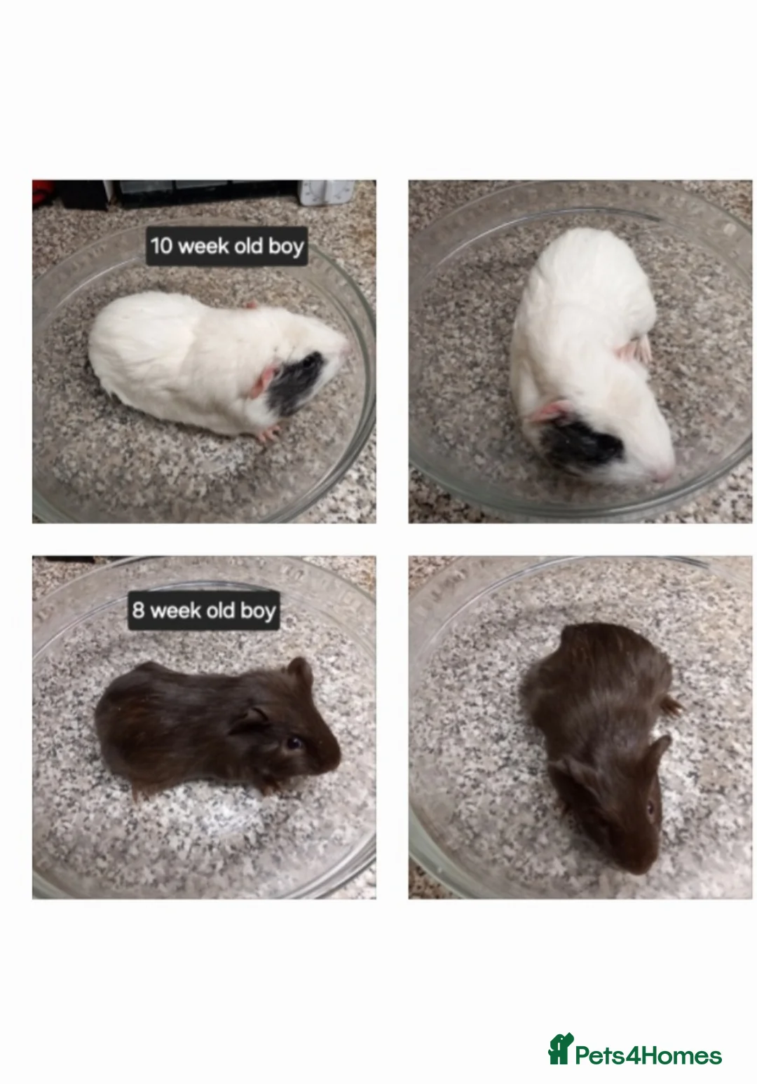 Guinea Pig rodents for sale: Baby boy guinea pigs ready now  - Advert 1