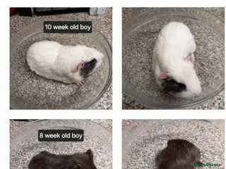 Guinea Pig rodents for sale: Baby boy guinea pigs ready now - Advert 2