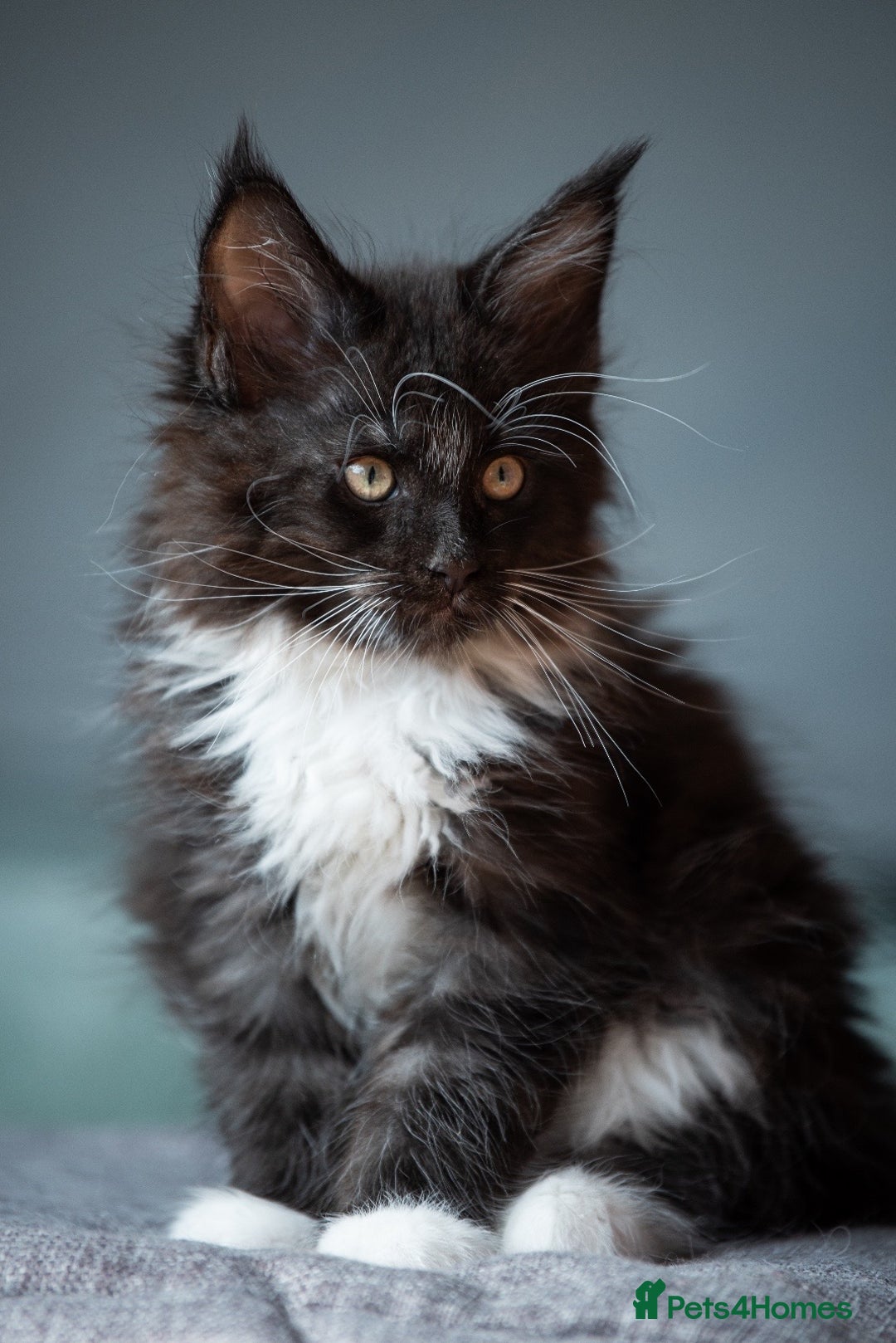 Maine Coon cats for sale: Pedigree Maine Coon Kittens (TICA) - Image 23
