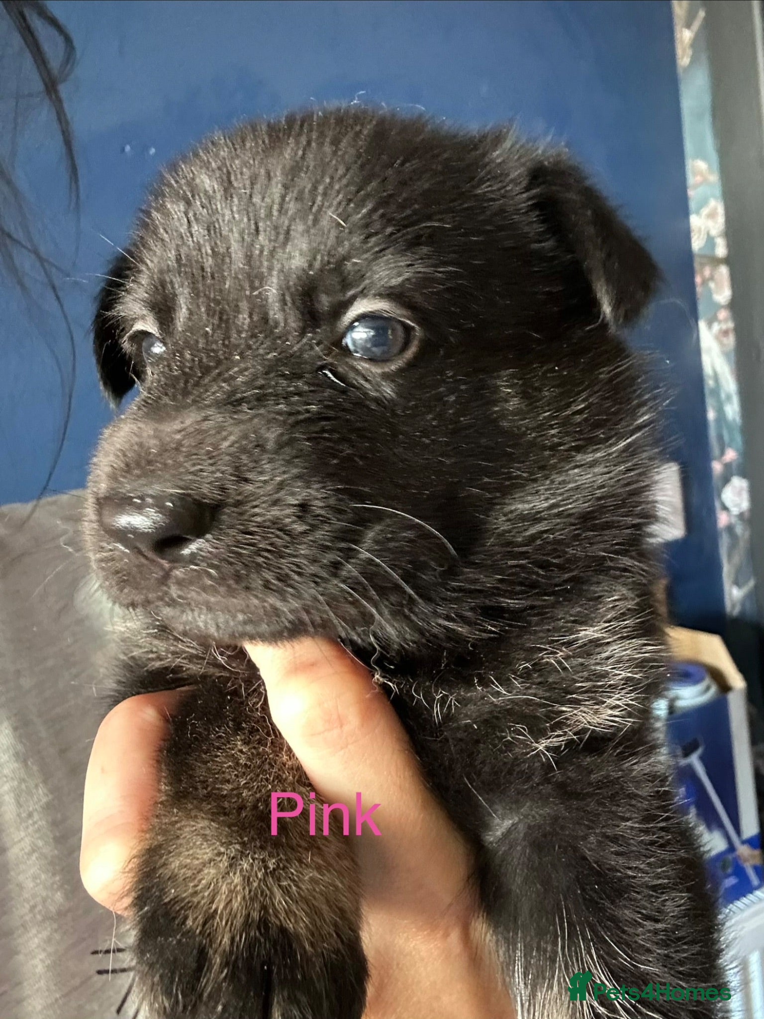 German Shepherd dogs German Shepherd Puppies  - Advert 16