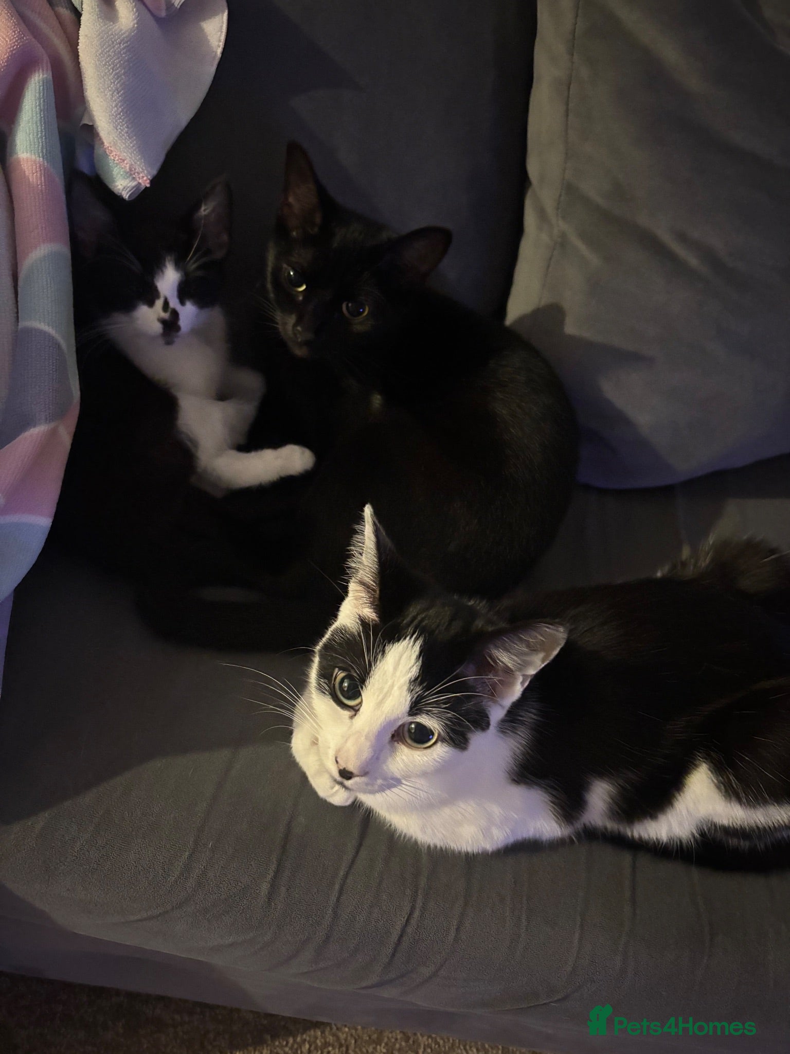 Mixed Breed cats 3 cats for sale, MUST GO TOGETHER - Advert 3
