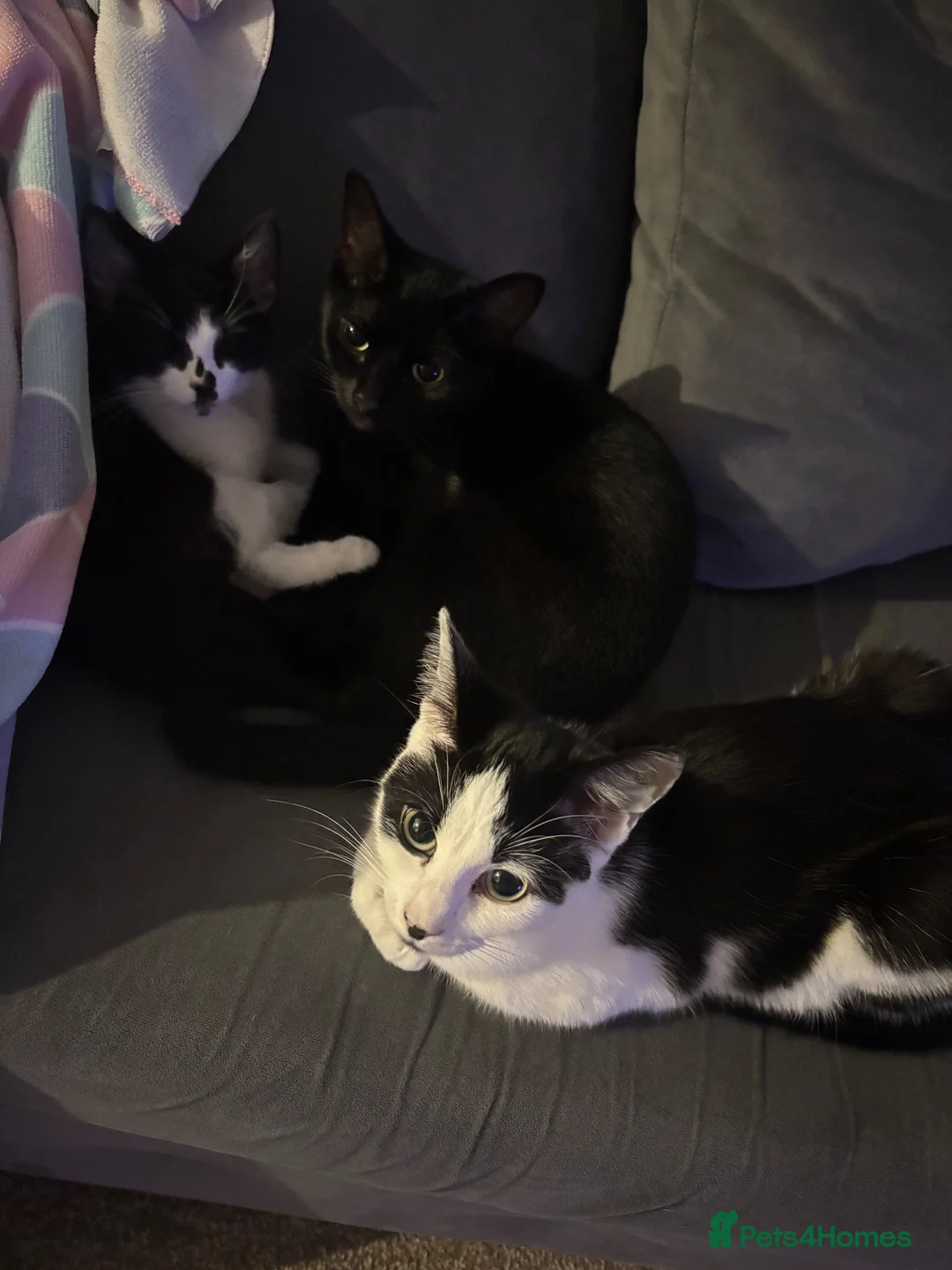 Mixed Breed cats for sale: 3 cats for sale, MUST GO TOGETHER - Advert 1