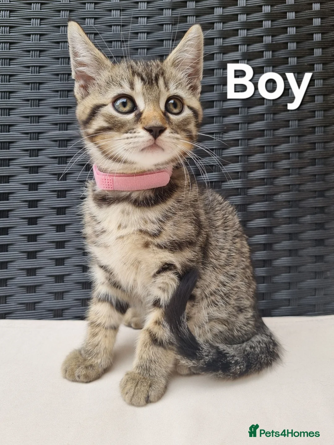 Mixed Breed cats for sale: Beautiful 3/4 Mainecoon cross BSH Kittens For Sale - Advert 2