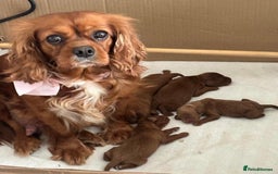 Cavalier King Charles Spaniel dogs for sale: Beautiful cavaliers fully health, and heart tested - Image 14