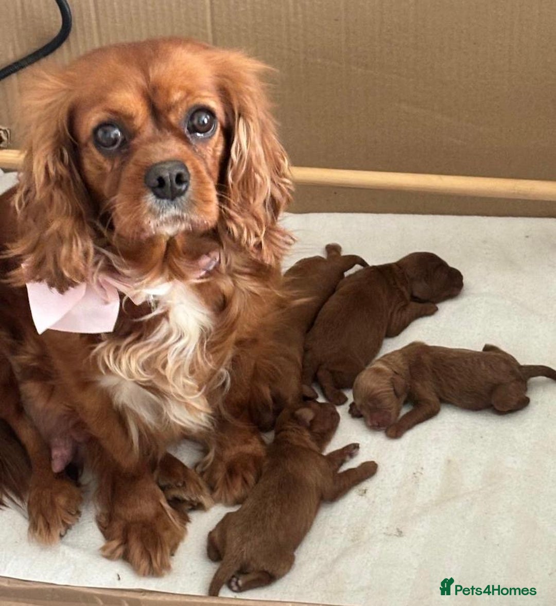 Cavalier King Charles Spaniel dogs for sale: Beautiful cavaliers fully health, and heart tested - Image 14