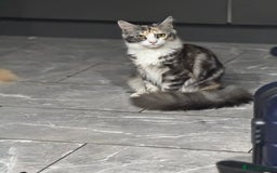 Maine Coon cats for sale: 10 month female reg active pedigree maincoon - Image 4