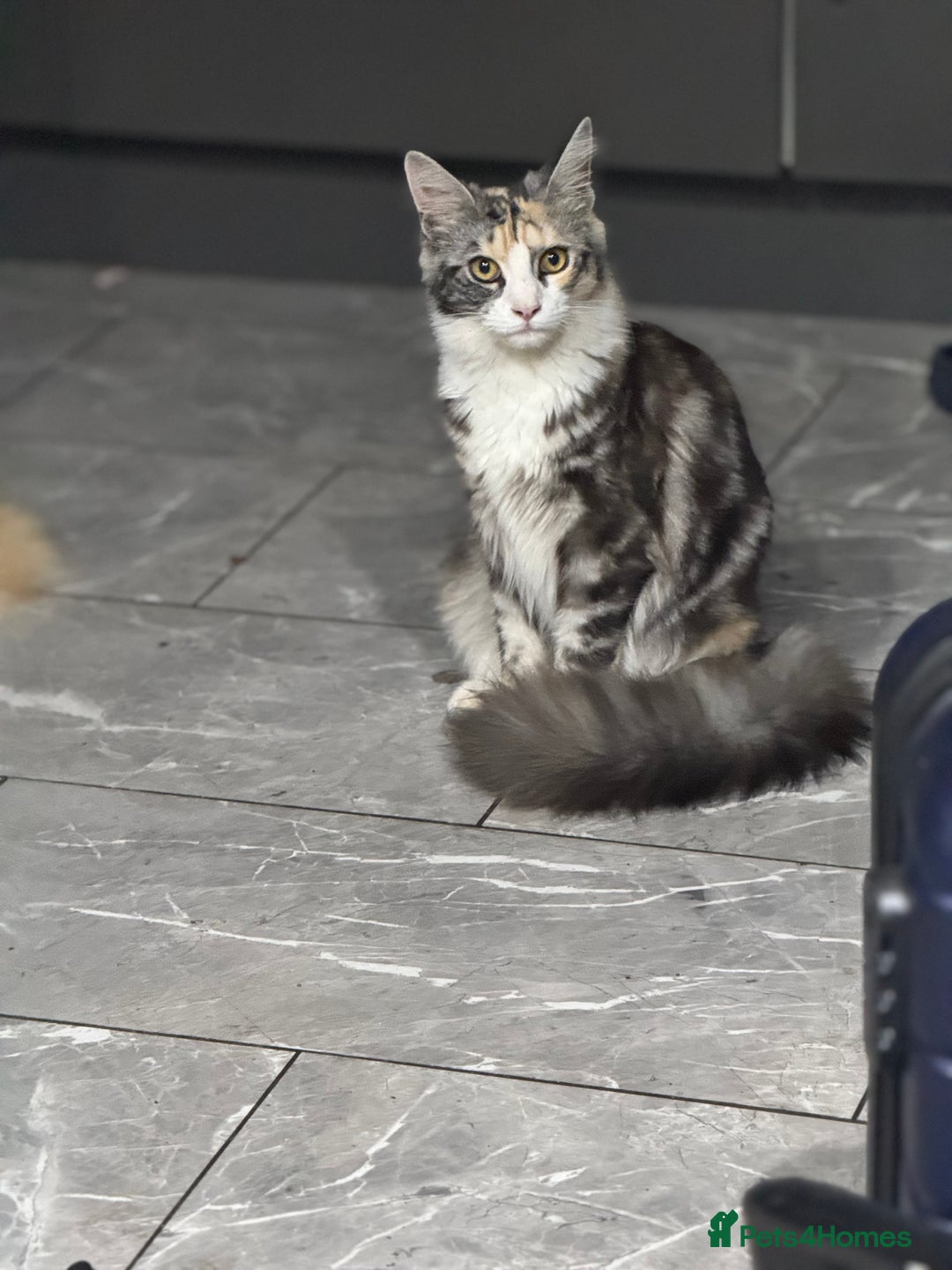 Maine Coon cats for sale: 10 month female reg active pedigree maincoon - Image 4