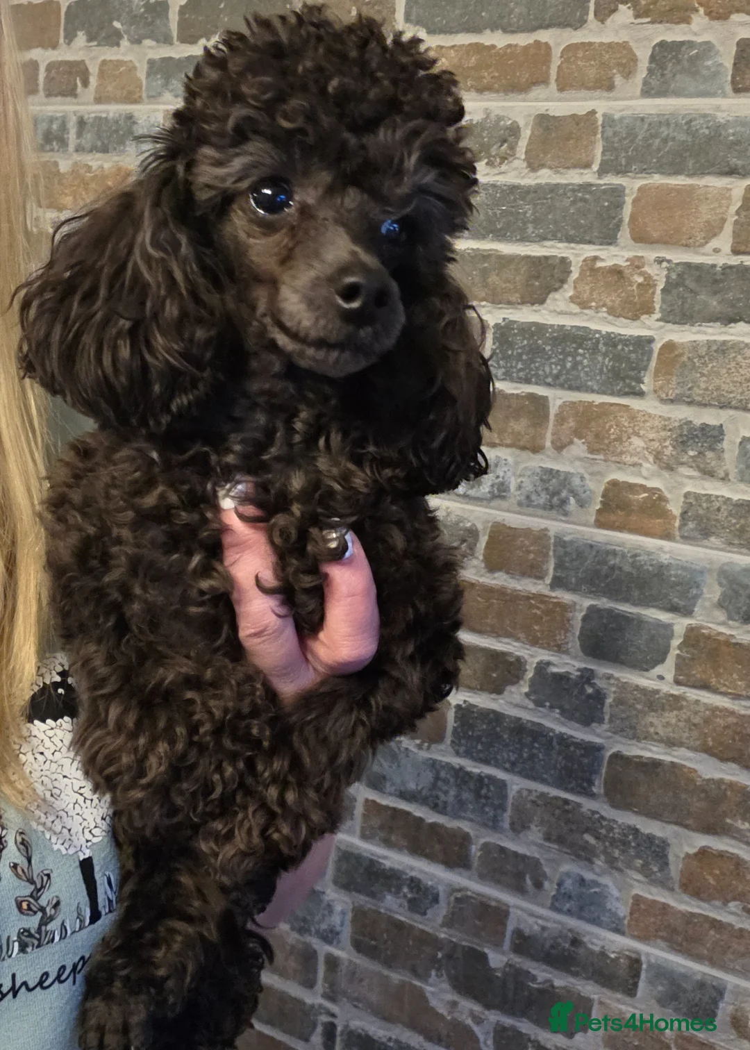 Toy Poodle dogs for sale: Tiny toy poodle female  - Advert 9