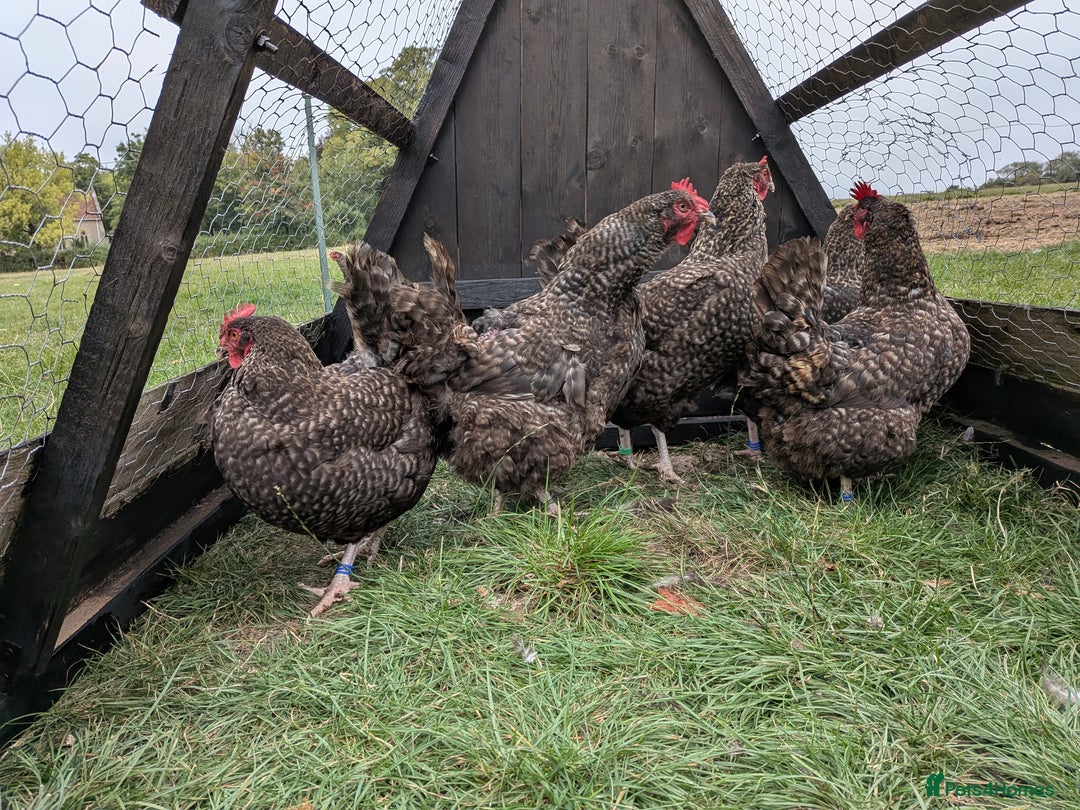 Chickens poultry for sale: English Cuckoo Marans - Image 3