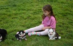 Pomsky dogs for sale: Genuine Toy Size Pomskies - Image 18