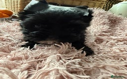 Yorkshire Terrier dogs for sale:  2 left Yorkshire terrier Black Biewer Ready To go - Image 16