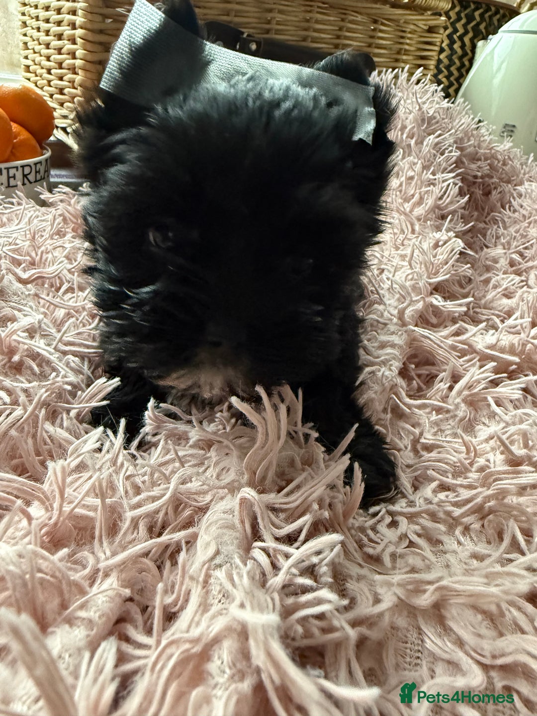 Yorkshire Terrier dogs for sale:  2 left Yorkshire terrier Black Biewer Ready To go - Image 16