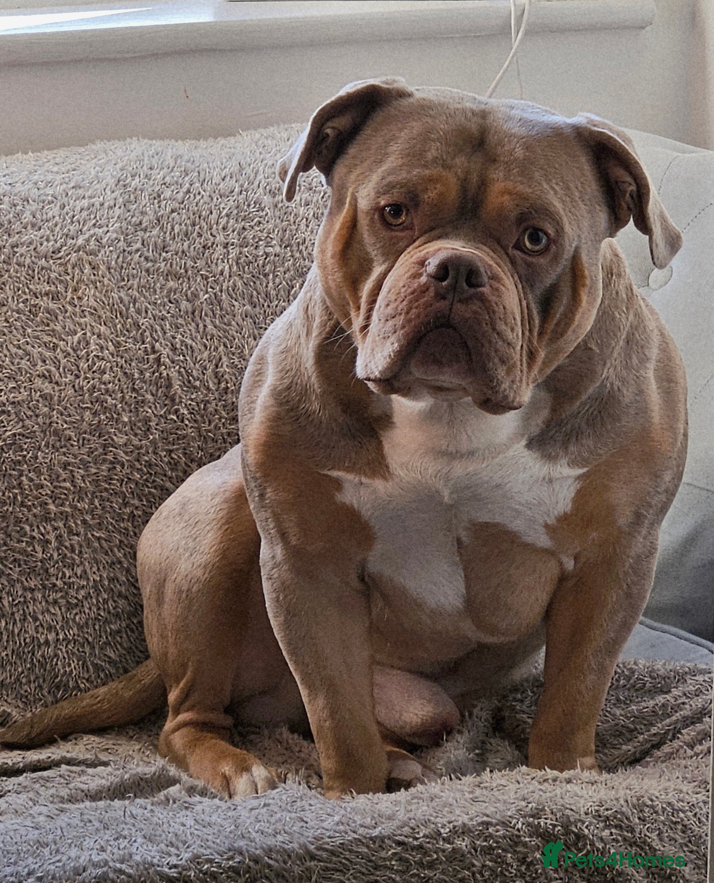 American Bully dogs American Pocket Bully STUD. ABKC reg Lilac TRI - Advert 19