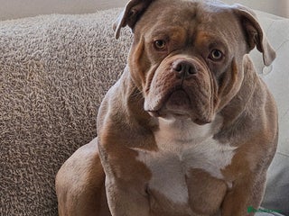 American Bully dogs American Pocket Bully STUD. ABKC reg Lilac TRI - Advert 19