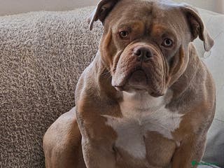 American Bully dogs American Pocket Bully STUD. ABKC reg Lilac TRI - Advert 6