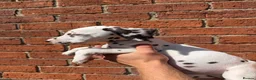 Dalmatian dogs for sale: ++Baer tested last male ready to leave  - Advert 6