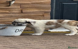 Saint Bernard dogs for sale: Last beautiful female St Bernard puppy for sale.  - Image 4