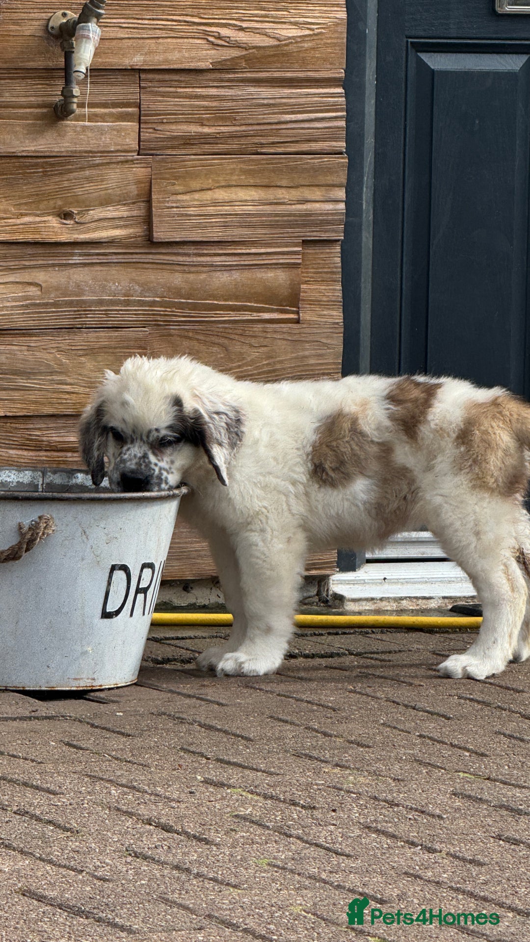 Saint Bernard dogs for sale: Last beautiful female St Bernard puppy for sale.  - Image 4