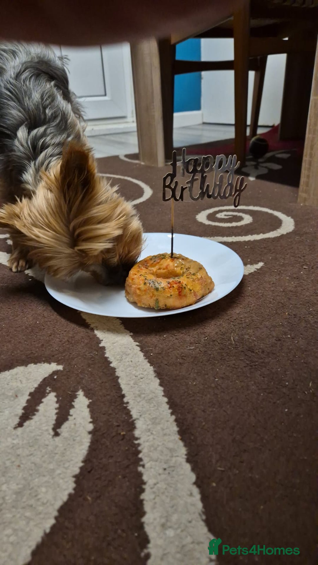 Yorkshire Terrier dogs for stud: Yorkie for Stud - Image 4