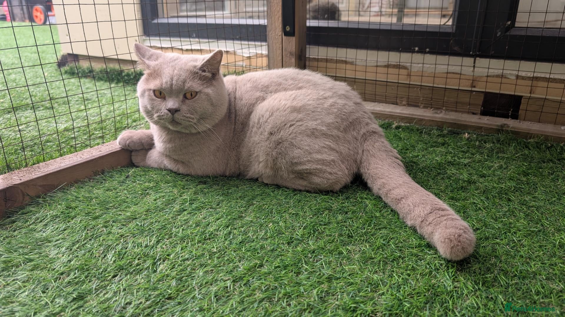British Shorthair cats Gccf champion  - Advert 16
