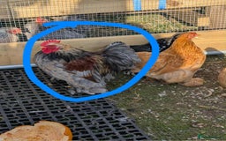 Chickens poultry for sale: Pekin bantams - Image 4