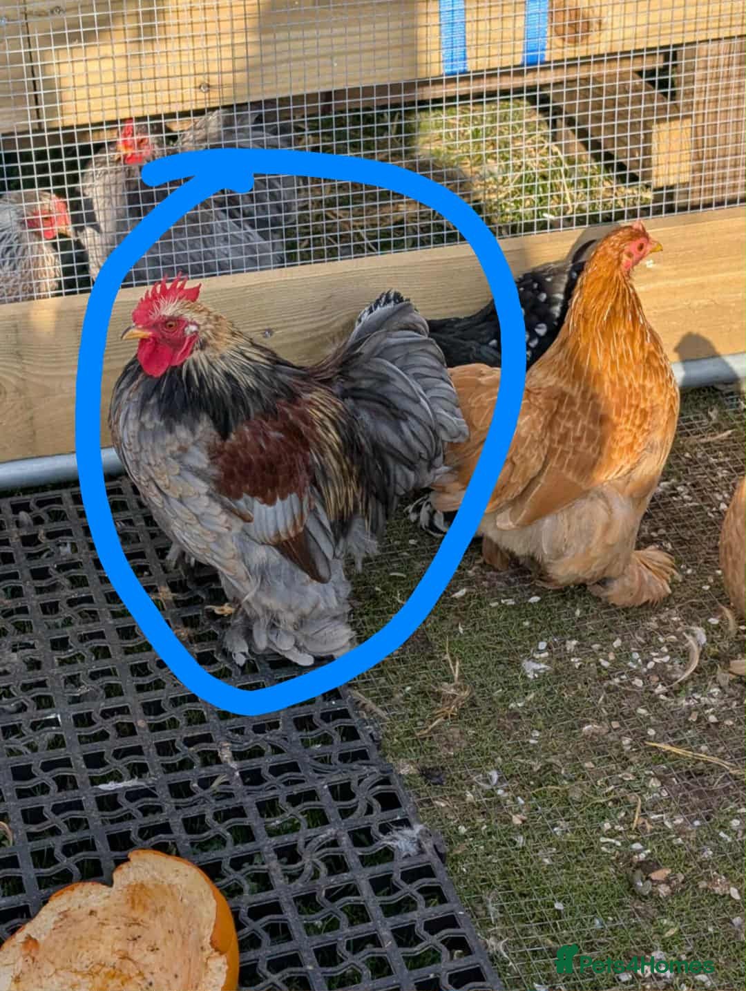 Chickens poultry for sale: Pekin bantams - Image 4