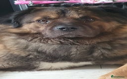 Caucasian Shepherd Dog dogs for sale: 5 year old male - Image 5