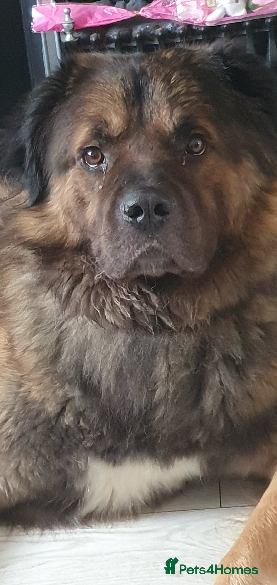 Caucasian Shepherd Dog dogs for sale: 5 year old male - Image 5
