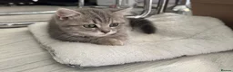 Scottish Fold cats for sale: Scottish Fold class & chinchilla Kittens Available - Advert 19