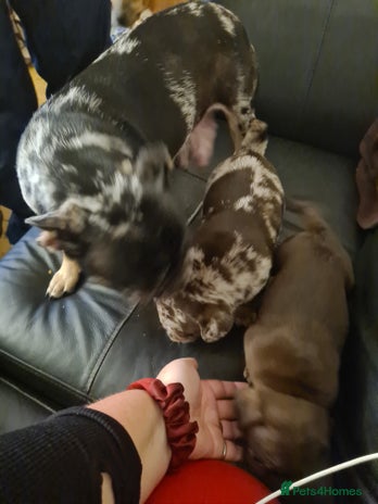 Mixed Breed dogs Frug pups for sale - Advert 1