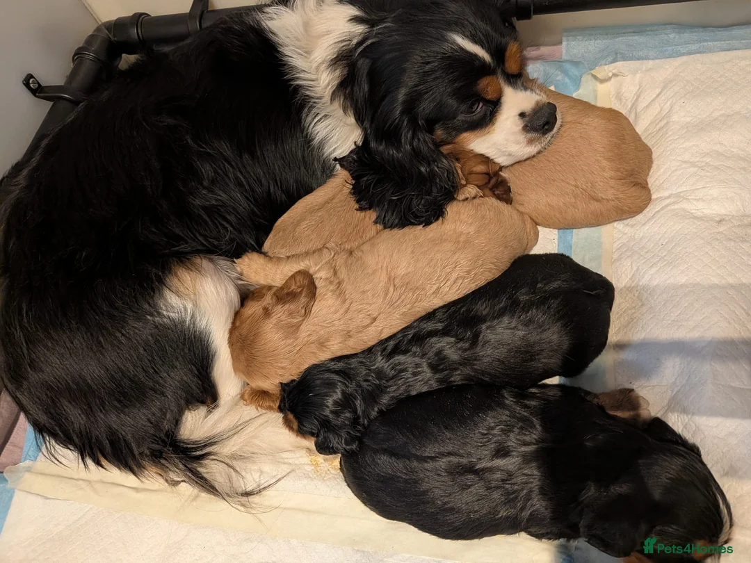 Cavalier King Charles Spaniel dogs for sale: Cavalier King Charles Spaniel Puppies - Pedigree in Walsall - Advert 1